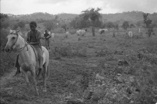 Boy on horse next to a cattle herd, San Basilio de Palenque, 1975
