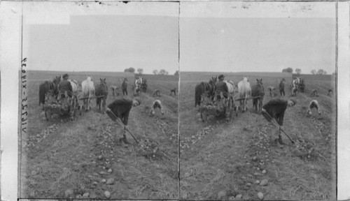 Digging potatoes, the old and new way, by hand and machine. Grandy Center, Iowa