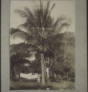 Cacotier devant la maison des Missions à Abetifi. La noix mise en terre par F.R. en 1880 environ