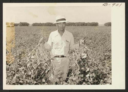 Henry Inouye, evacuee supervisor of the Granada Relocation farm, exhibiting in a field of mung beans produced on the center farm. Photographer: McClelland, Joe Amache, Colorado