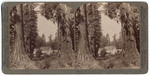 Calaveras Big Tree Grove Hotel, a beautiful retreat among the Giant Sequoias, Calaveras Grove, California