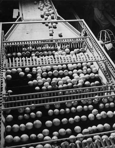 Processing oranges, circa 1935-1945