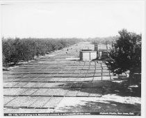 Drying Trays, H. Booksin's Orchard