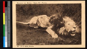 Dead lion, Kenya, ca.1920-1940