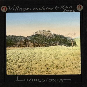 "Village enclosed by thorn trees, Livingstonia", Malawi, ca.1910