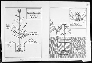 Line drawing showing two planting techniques, 1933