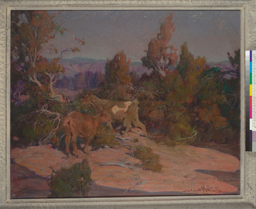 Among the Cedars [Goats in New Mexico Landscape]