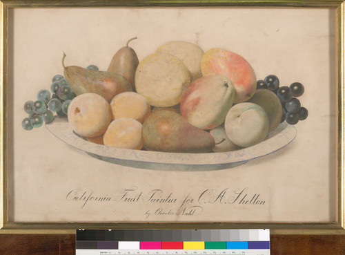 California fruit : paintur for C.A. Shelton