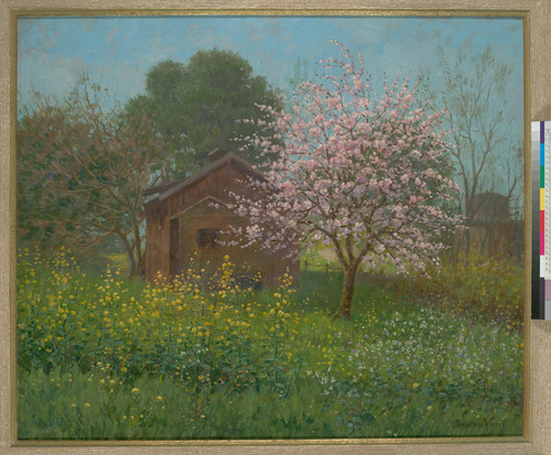 Almond Blossoms and Wild Mustard, Saratoga, California