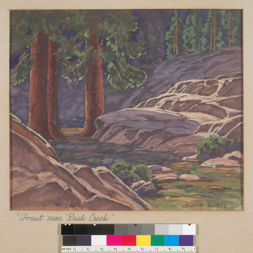 Forest Near Rush Creek [Calif.]