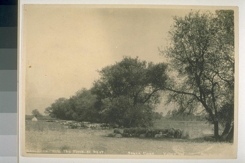 The flock at rest, Santa Clara Valley, California [No. illegible]