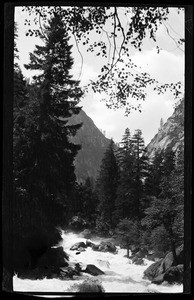 River flowing along line of trees, showing partial view of mountain in background, Yellowstone National Park, Wyoming