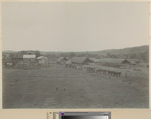 Cotton transportation, Malawi, ca.1911