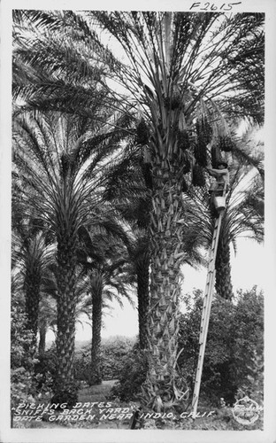 Picking Dates "Sniff's Back Yard: Date Garden near Indio, Calif