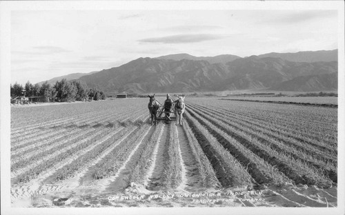 Coachella Valley Onion Field, Indio Calif