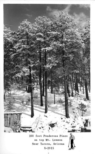 100 foot Ponderosa Pines on top Mt. Lemmon near Tucson, Arizona