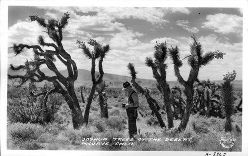 Joshua Trees of the Desert, Mojave, Calif