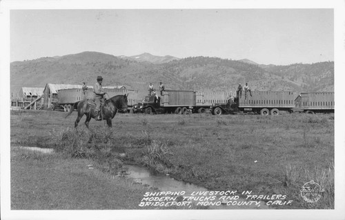 Shipping Livestock in Modern Trucks and Trailers Bridgeport, Mono County, Calif