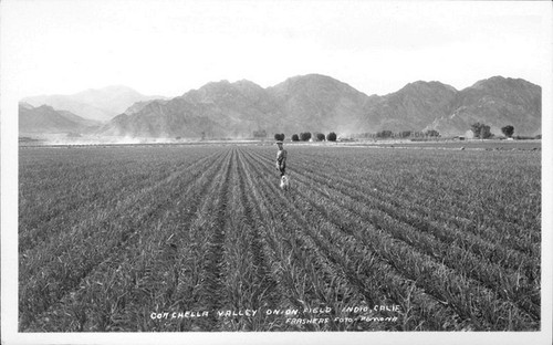 Coachella Valley Onion Field Indio Calif