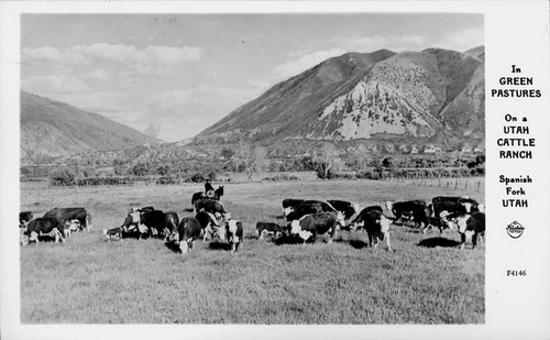 Utah Cattle Ranch Spanish Fork Utah — Calisphere