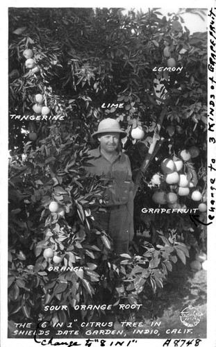 The "6 in 1" Citrus Tree in Shield's Date Garden, Indio, Calif