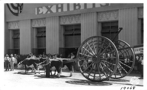 Stinson's Oxen Los Angeles County Fair