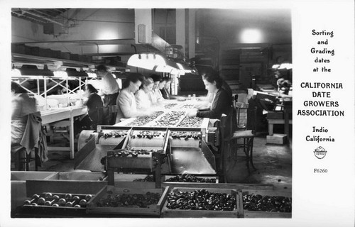 Sorting and Grading Dates at the California Date Growers Association Indio California