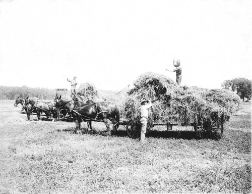 Harvesting alfalfa, Durham State Land Settlement, Durham, Calif