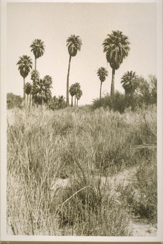 Scenery; Twenty-Nine Palms, and Mojave Yucca Trees; 27 prints