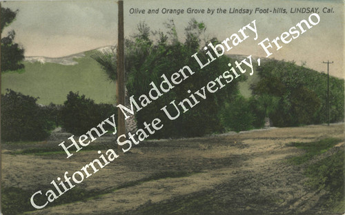 Olive and Orange Grove by the Lindsay Foot-hills, Lindsay, Cal