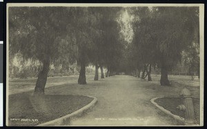 Long promenade under a canopy of trees, Redlands, ca.1900