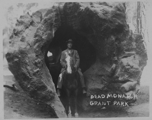 Dead Monarch Grant Park