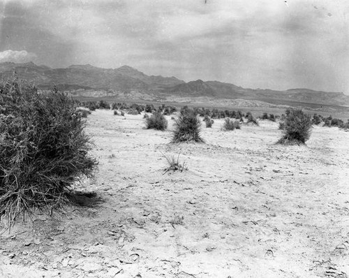 Desert plants