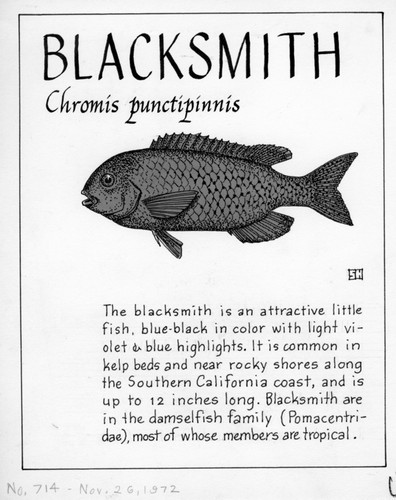 Blacksmith: Chromis punctipinnis (illustration from "The Ocean World")