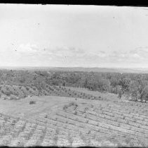 Views of orchards and homes, facing east, probably taken from the Buffum home