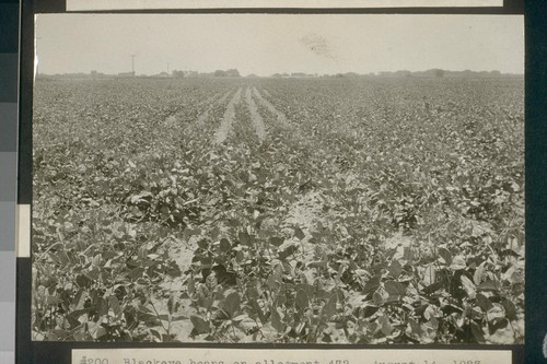 No. 200. Blackeye beans on allotment 472 - August 14, 1923