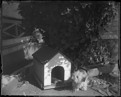Dog and doghouse (puppy in doghouse). [negative]