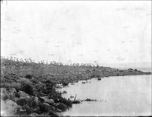 Pelicans at the Salton Sea, California, ca.1910