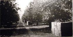 Oscar A. Hallberg Rome apple orchard on either side of a path, about 1952
