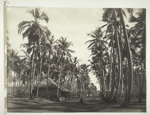 An alley of coconut palms behind Mahé, leading to Chombala