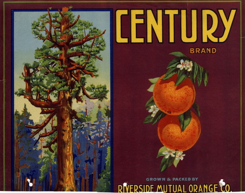Crate label, "Century Brand." Grown and Packed by "Riverside Mutual Orange Co."