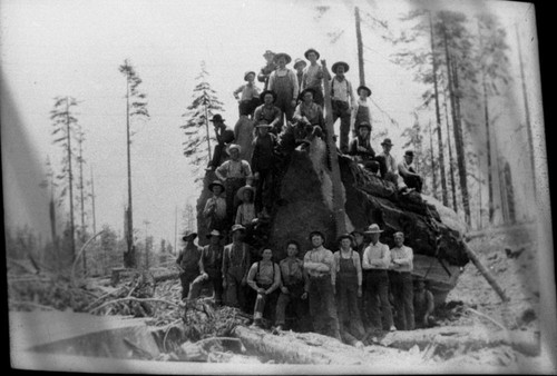 Logging, Misc. Groups. Loggers on cut section of Giant Sequoia