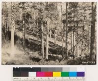 Klamath National Forest. Sugar pine- ponderosa pine type similar to No. 265730