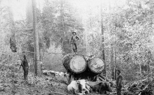Logs On Ox-wagon
