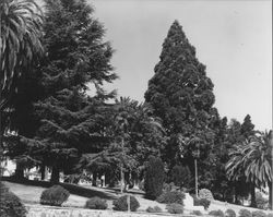 View of Hill Plaza Park and Petaluma, California's Common, about 1953