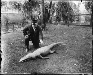 A man "hypnotizing" an alligator on an alligator farm (possibly the California Alligator Farm, Los Angeles), ca.1900
