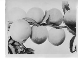 Identification of Luther Burbank peach hybrid from the Gold Ridge Experiment Farm--Burbank peaches (Peach 00-4 (E.T.)) on branch, 1928