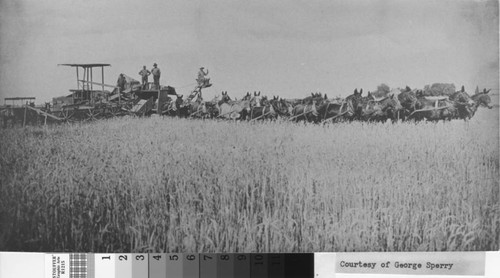 Combined harvester on the Sperry Ranch southeast of Hughson, California