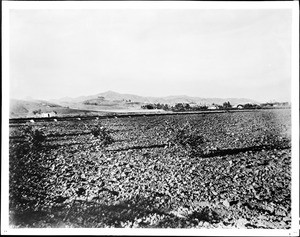 View of Hollywood looking north from a bare field, 1890-1900