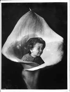 Head and shoulders of a child emerging from the petals of a calla lily, ca.1920